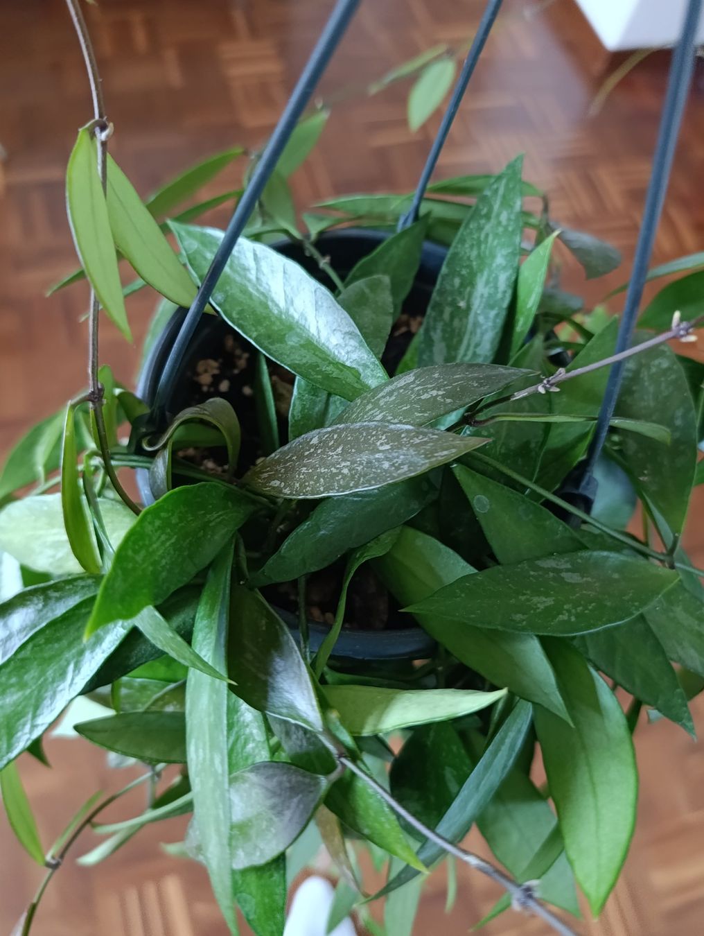 Piante & sementi: Hoya Gracilis – Usato da Baar venduto da L.isa28 4