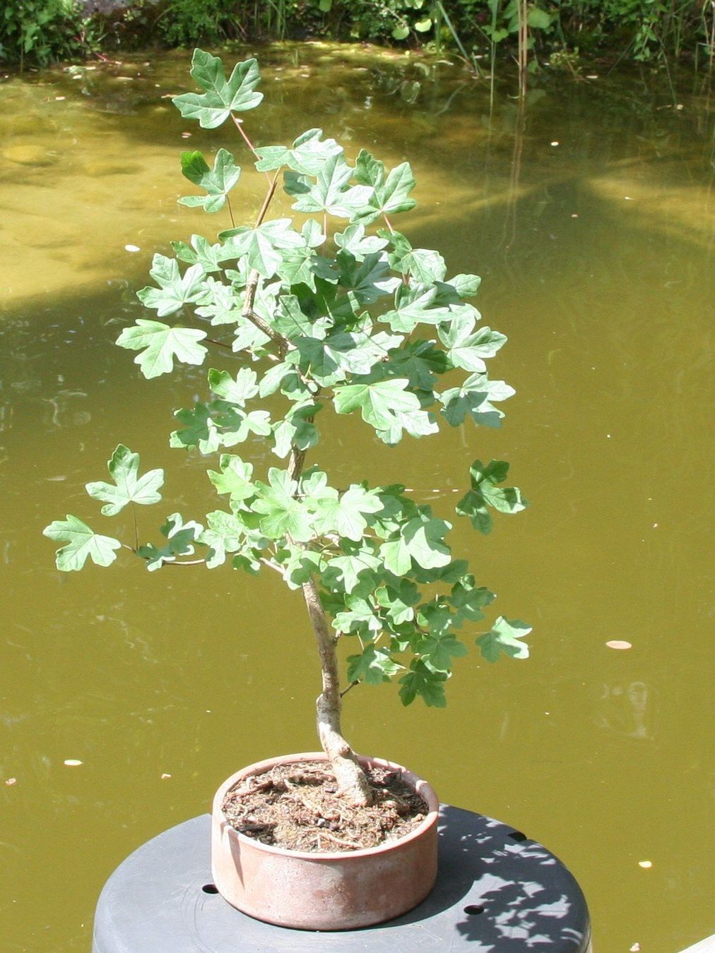 Piante & sementi: BONSAI  -  Feldahorn – Usato da Gretzenbach venduto da Sikim 1
