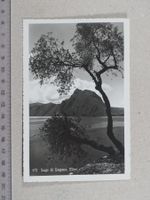 Lago di Lugano, Ulivi, 1933