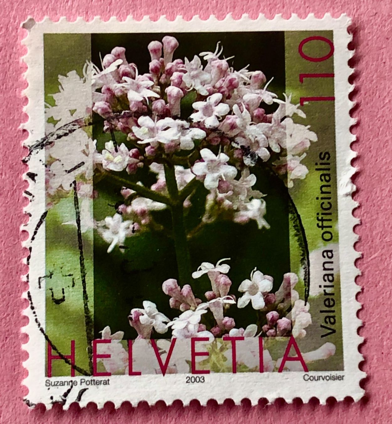 Tutti i francobolli: Nr. 1075 BALDRIAN DAUERMARKEN HEILPFANZEN GESTEMPELT 2003 – Usato da Aarau venduto da Billa007