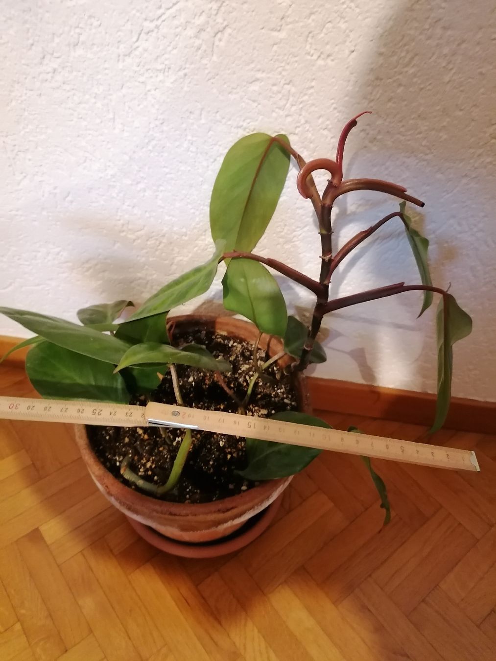 Pflanzen & Samen: Philodendron Painted Lady – Neu (gemäss Beschreibung) aus Le Mont-Pèlerin von dundun1 5