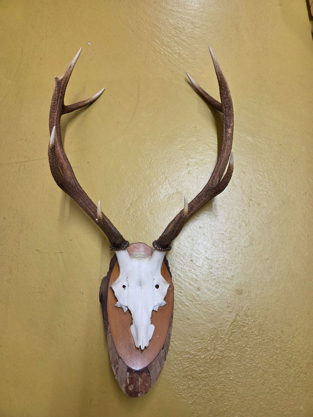 Autres collections & raretés: Rothirsch Trophäe aus Bündner Jagd – D'occasion à Chur par Liv8 1