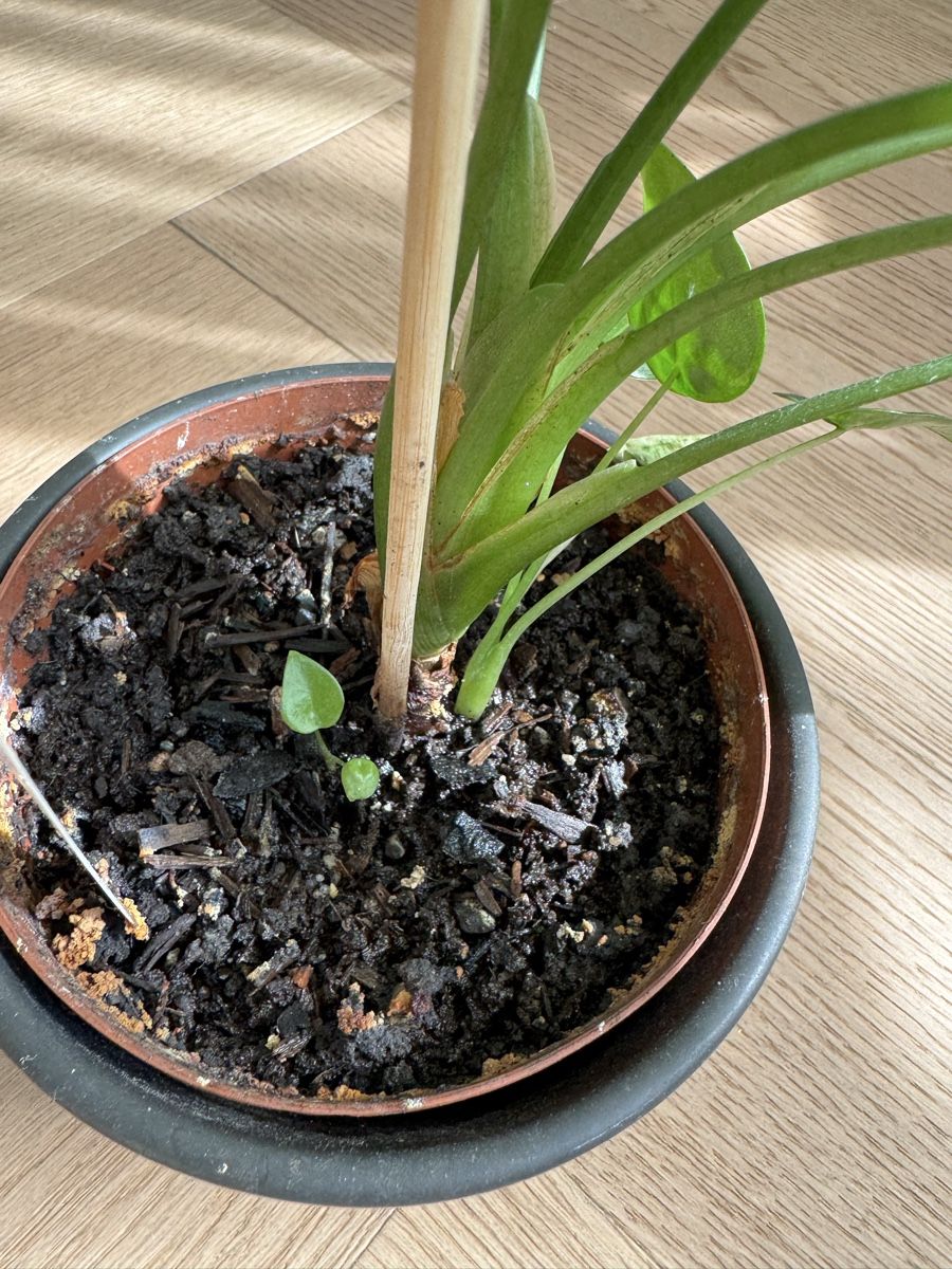 Pflanzen & Samen: Alocasia cucullata splash mint – Gebraucht aus Dietwil von Steinetritt 3