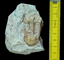 Fossile Trilobite - Cambriano Medio - Marocco.