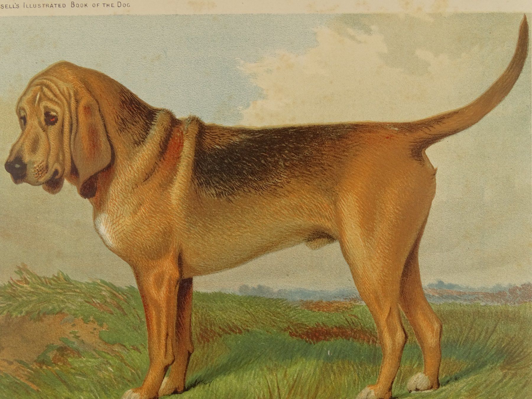Incisioni: BLOODHOUND, BLUTHUND, FARBLITHOGRAPHIE 1881 – Usato da Grüningen venduto da Kartensammler 2