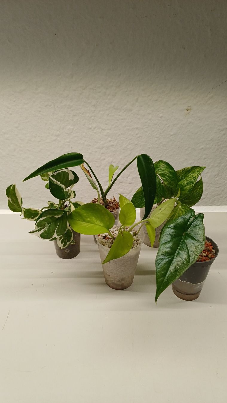 Plantes & graines: Monsteta BMF – D'occasion à Bern par uwi_8t7x 5