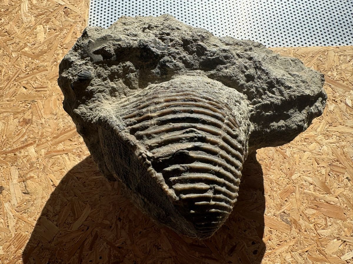Fossili: Fossile Muscheln – Usato da Biel/Bienne venduto da nimmes 3
