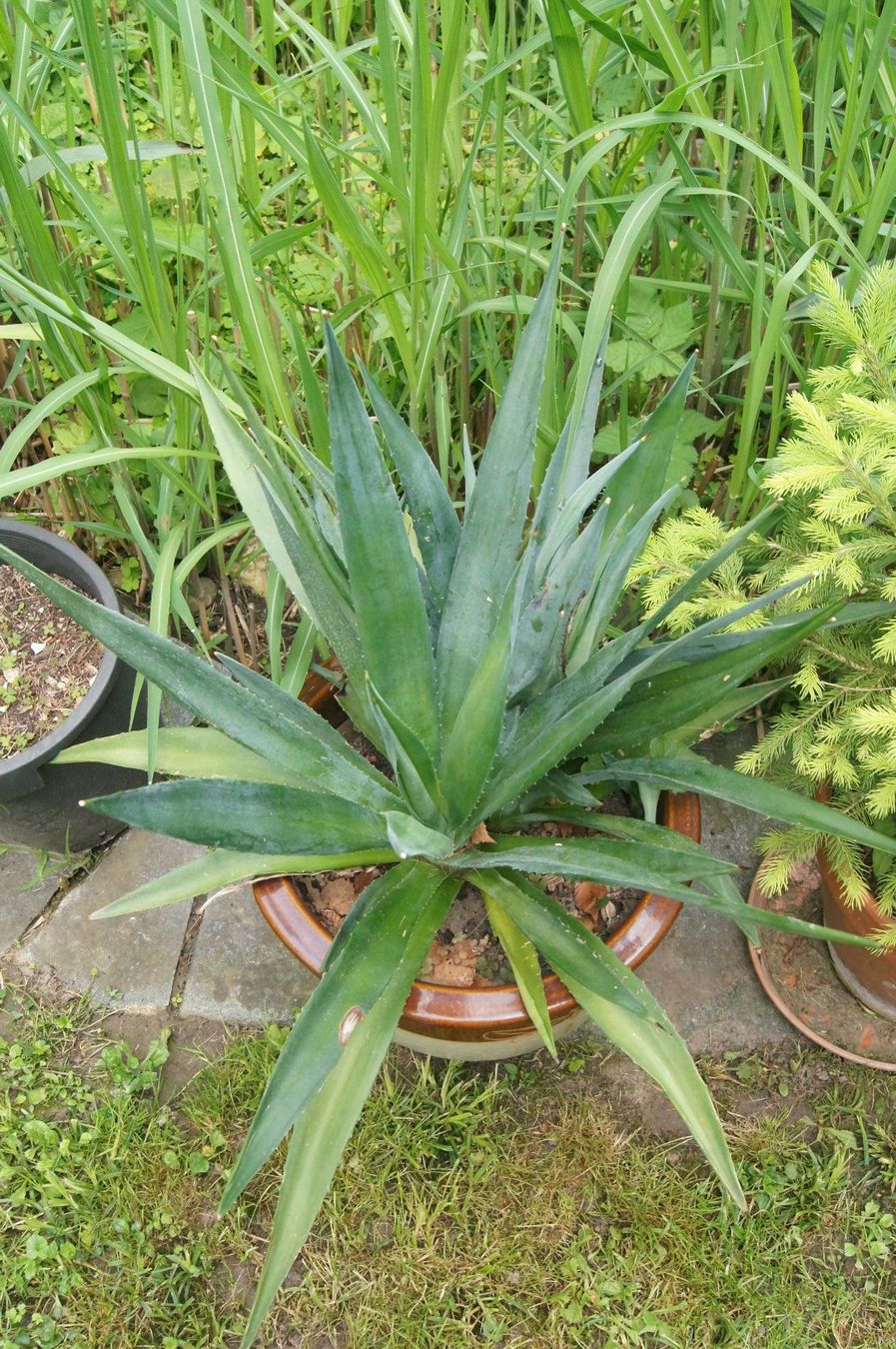 Agave sisalana - Sisal-Agave grosse Pflanze in Ziertopf (Neu (gemss  Beschreibung)) in Geroldswil fr CHF 100  nur Abholung auf Ricardo kaufen