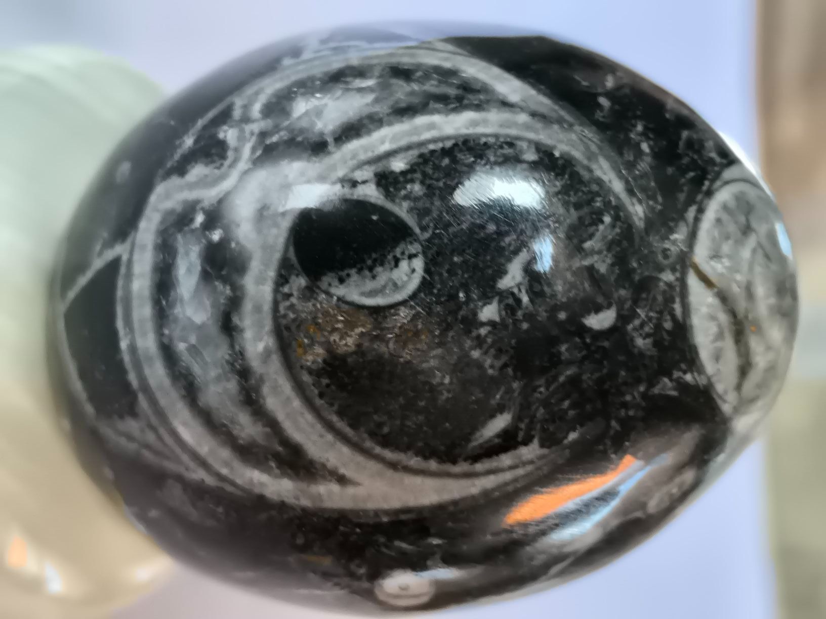 Fossili: Orthoceras Fossil Ei, Versteinert, Deko Ei wunderschön!! – Nuovo (secondo la descrizione) da Oberwil b. Zug venduto da Gto469 2