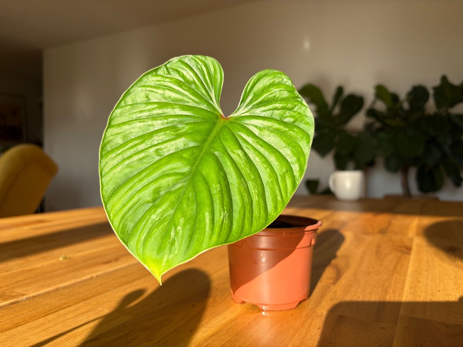 Pflanzen & Samen: Philodendron Plowmanii – Gebraucht aus Baar von annasorbian
