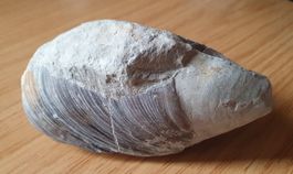 Muschel Fossil, geschlossen, aus Franken