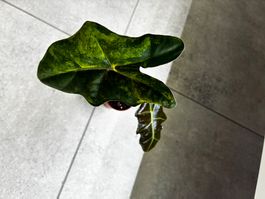 Alocasia Pseudo Sanderiana Aurea