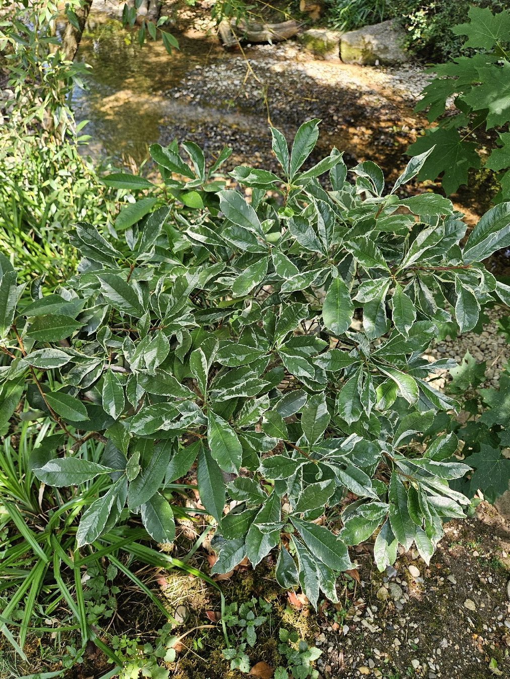 Plantes & graines: Glanzmispel Hochstamm buntblättrig – D'occasion à Gipf-Oberfrick par StefanOG 1