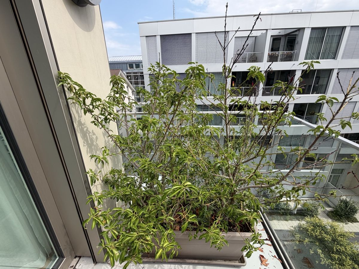 Piante & sementi: Blumentopf mit Pflanze und Untersetzer  – Usato da Winterthur venduto da saram26 2