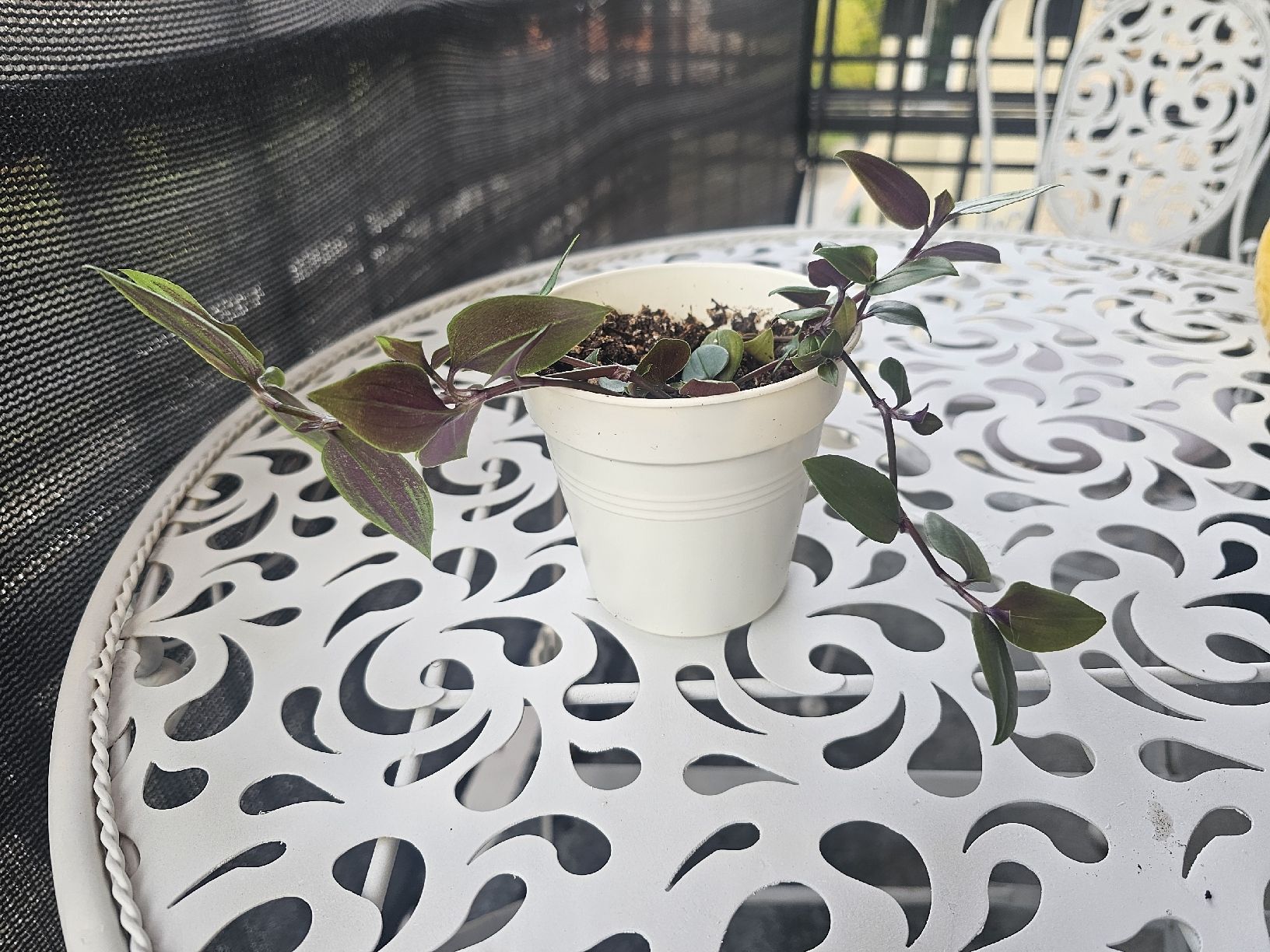 Pflanzen & Samen: Planze Tradescantia Dreimasterblumen – Gebraucht aus Zürich von SelinaA. 1