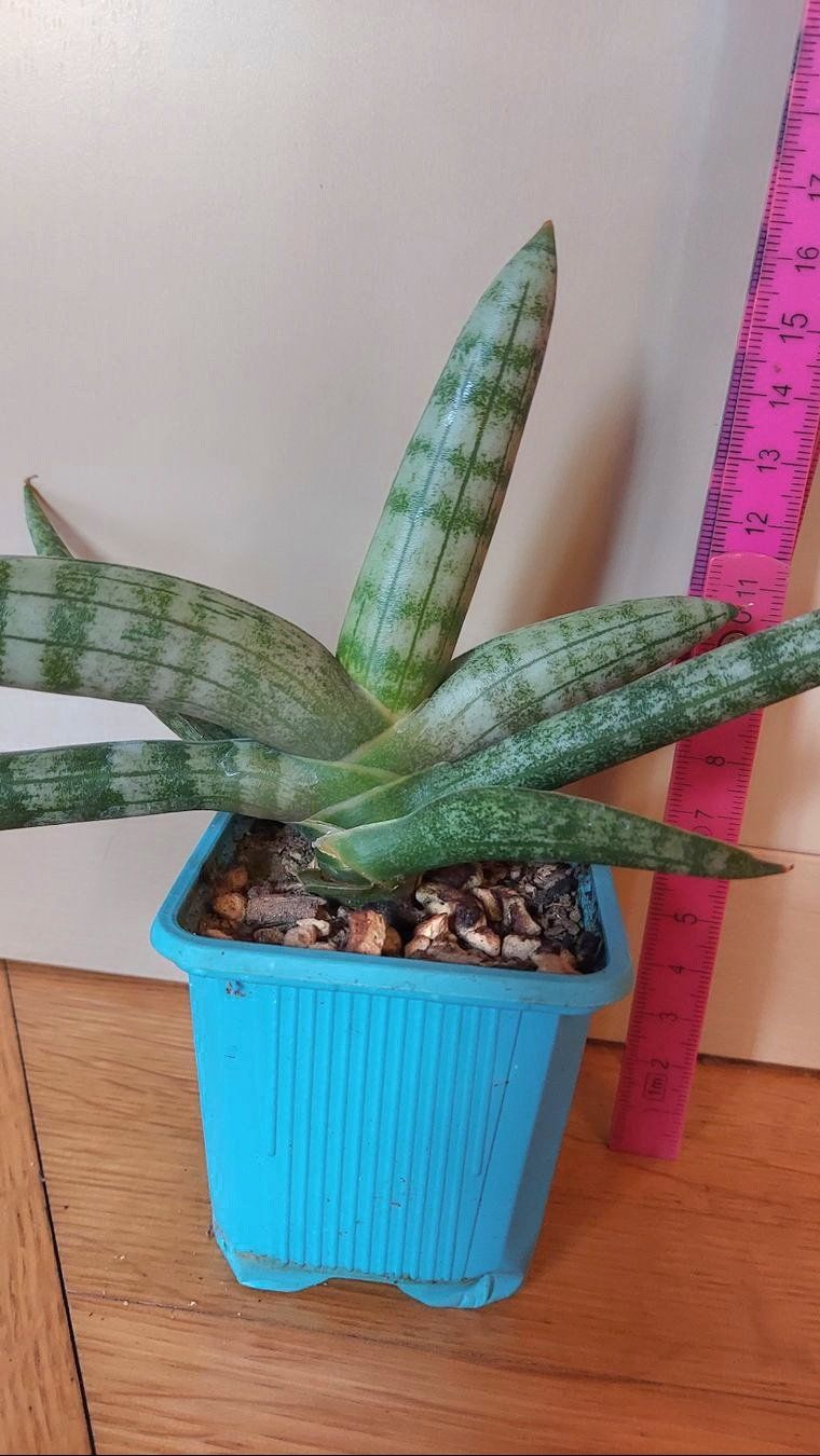Piante & sementi: Sanseveria cylindrica / Bogenhanf – Nuovo (secondo la descrizione) da Thalheim venduto da silvara01 1
