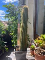 🌸🌵Trichocereus hybriden 'Kristina Dyckerhoff', sehr selten