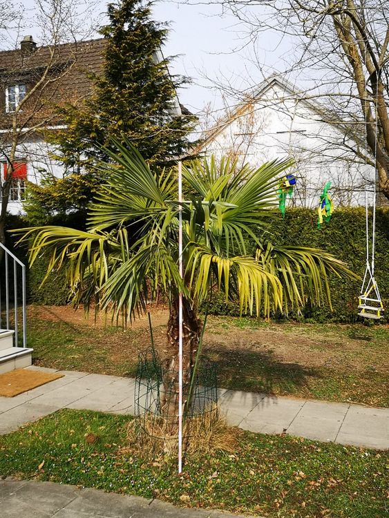 Palme 2m zum selber ausgraben Kaufen auf Ricardo