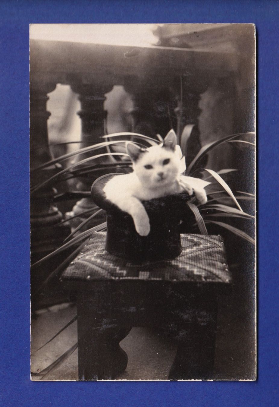 Cartoline postali: CHAT - Photo - Dans le chapeau – Usato da Pully venduto da nicecards-shop