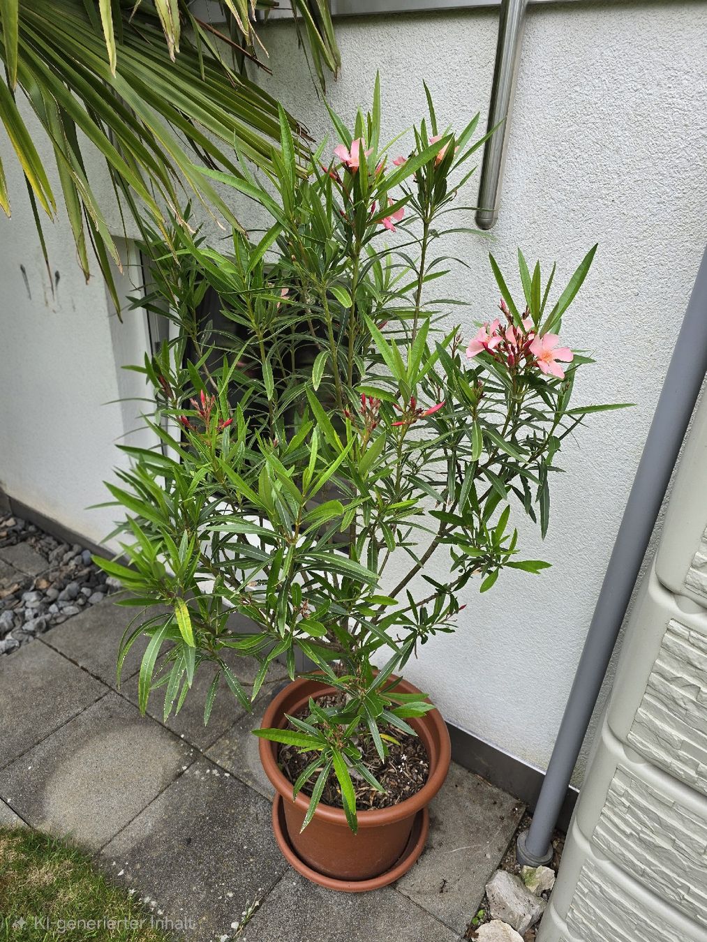 Pflanzen & Samen: Oleander Hochstamm hellrosa – Gebraucht aus Aarburg von popkorn65 2