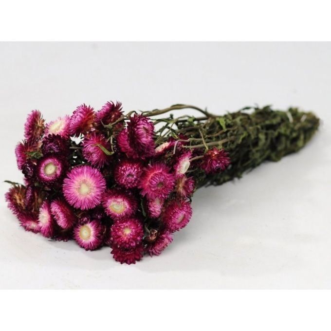 Piante & sementi: 300 Samen Strohblume PURPLE – Nuovo (secondo la descrizione) da Ehrendingen venduto da VerveinaSamen 1