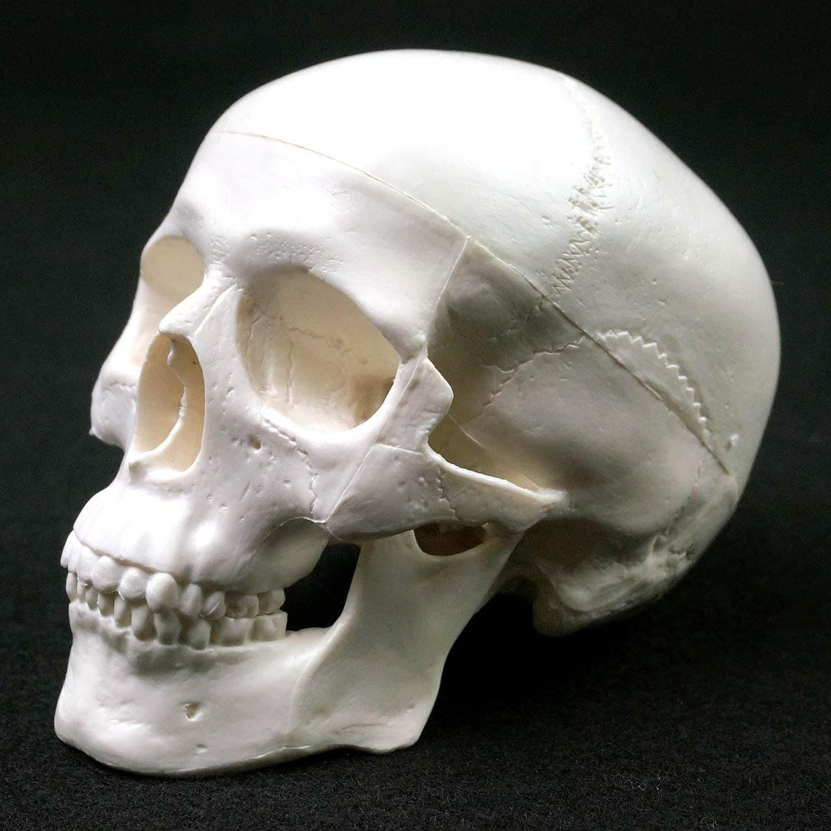 Kit di modellismo & Modellini statici: Schädel Menschlichen Anatomischen Modell – Nuovo e nell'imballaggio originale da Uerkheim venduto da Kaufoption