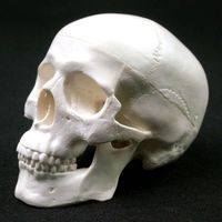 Schädel Menschlichen Anatomischen Modell