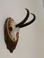 Gamstrophäe, Wanddeko