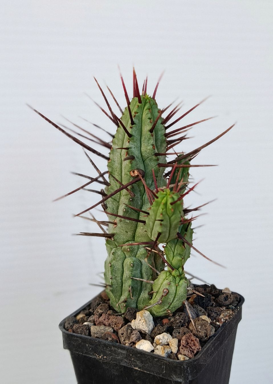Piante & sementi: Euphorbia enopla – Usato da Comano venduto da che_8lc2