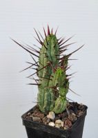 Euphorbia enopla