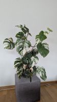 Monstera albo variegata sucht neues Zuhause NUR ABHOLUNG