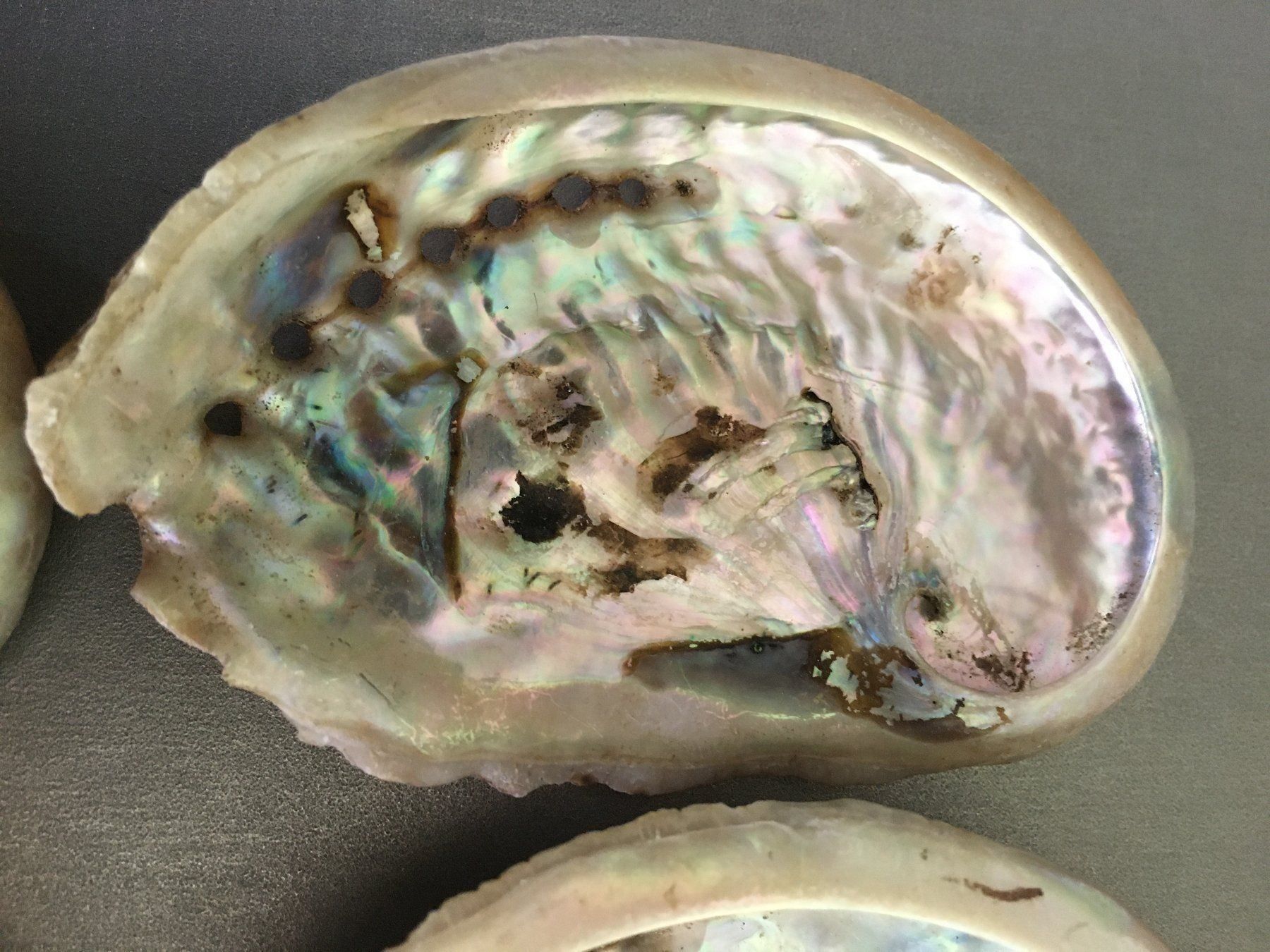 Fossili: Lot Muscheln Abalone/Set mit 5 Stück – Nuovo e nell'imballaggio originale da Volketswil venduto da rubin74 2