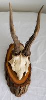 Schweizer Rehbock Geweih Trophäe 1985 Oensingen Chalet Jagd