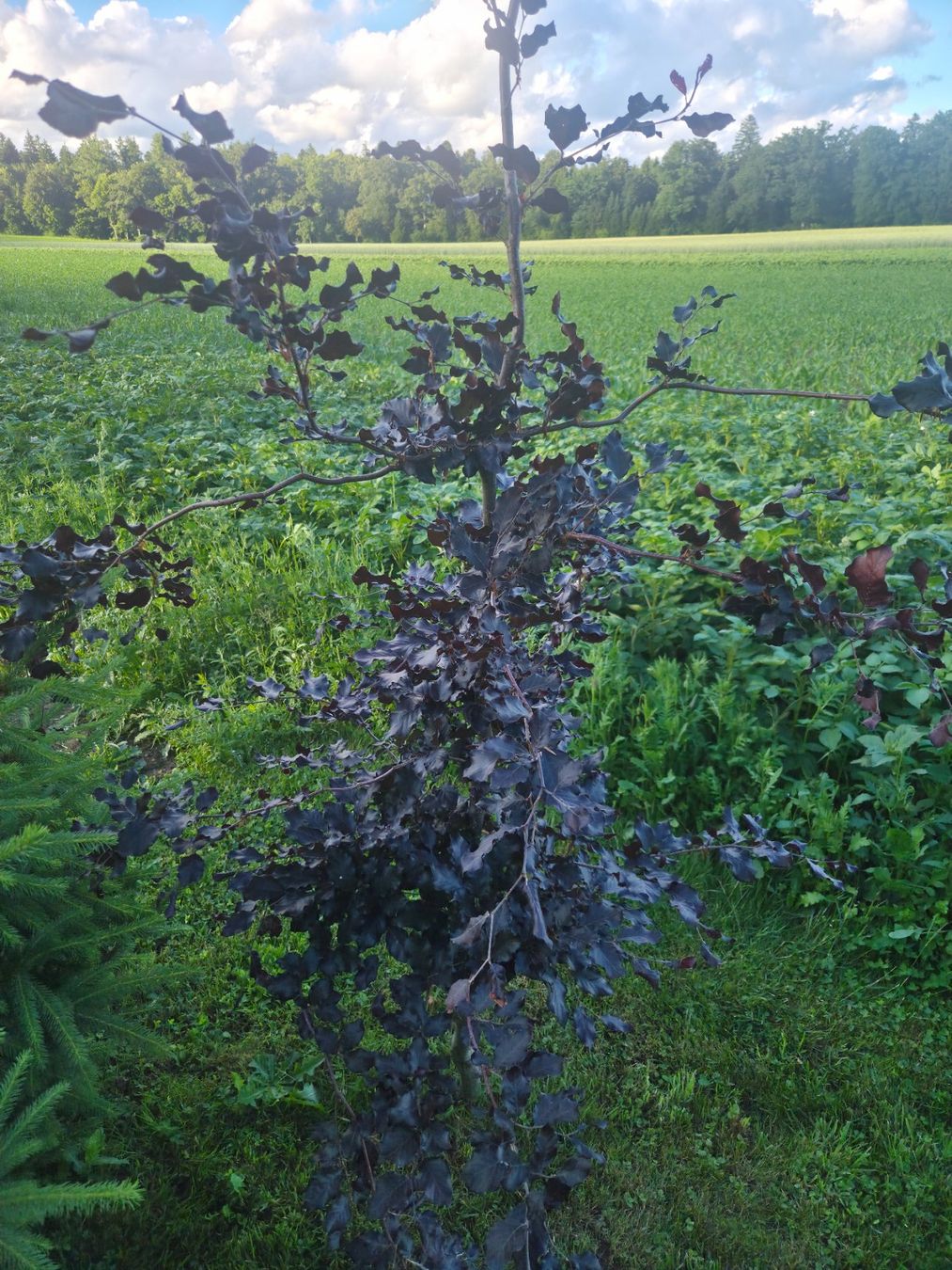 Piante & sementi: Blutbuche (purpurbuche) – Usato da Wolfwil venduto da san_7xhb 4