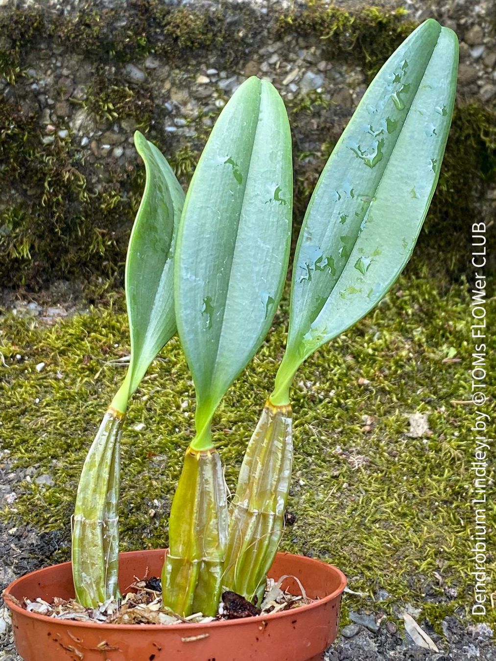 Piante & sementi: Dendrobium Lindleyi - gelb blühende & top robuste Orchidee – Nuovo e nell'imballaggio originale da Adliswil venduto da asTOMas963 9