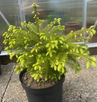 Tanne ca 40 cm
