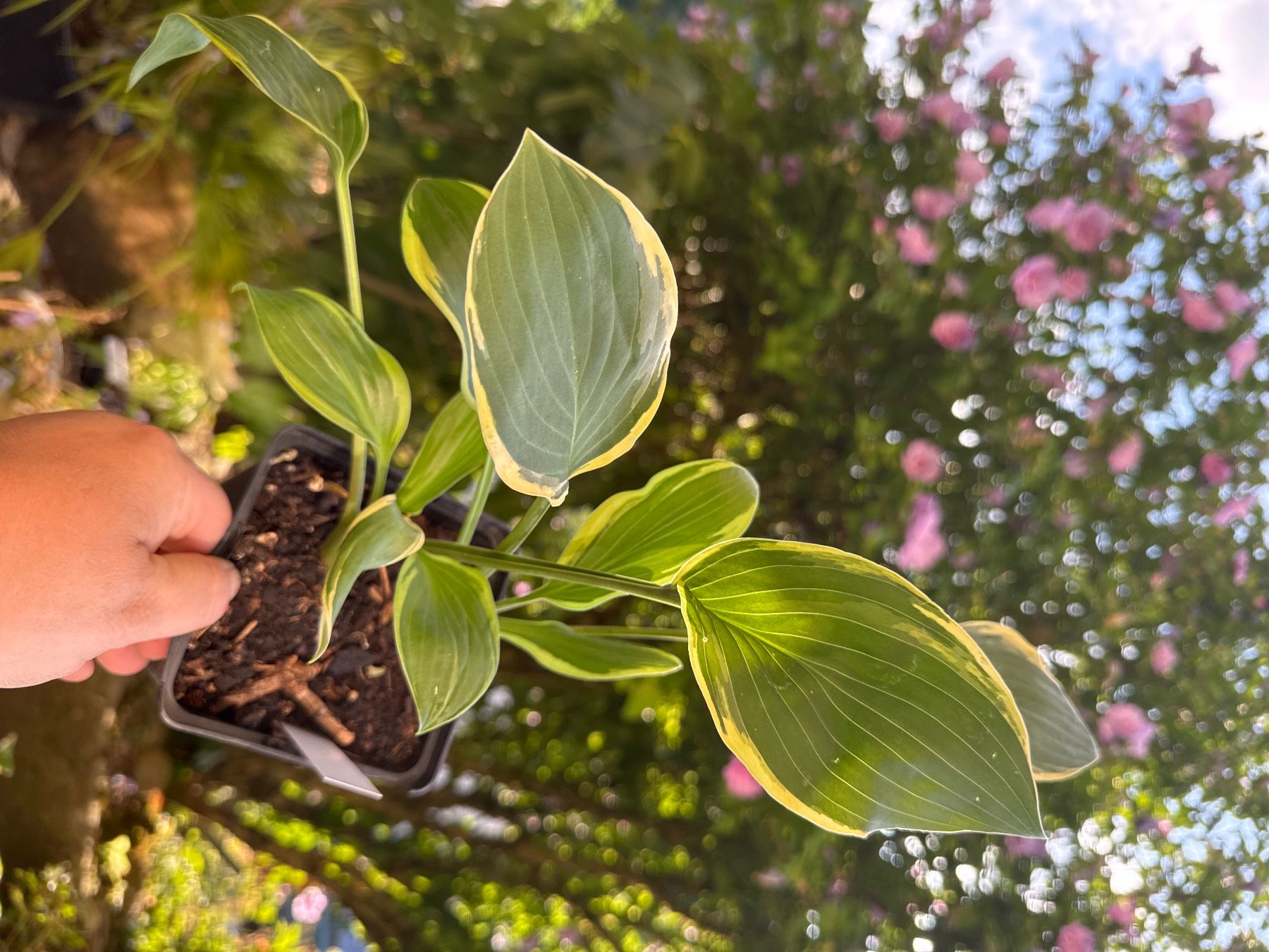 Pflanzen & Samen: Hosta irish eyes 1 – Gebraucht aus Lajoux JU von Briard0 1