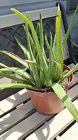Aloe Vera Pflanze im Topf für Wohnung oder Garten ca. 50cm