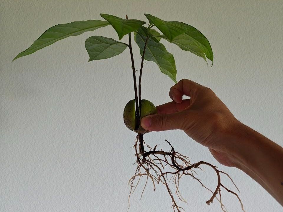 Piante & sementi: Avocado Baum (Doppelstamm) – Usato da Schlieren venduto da Edgar_k 3