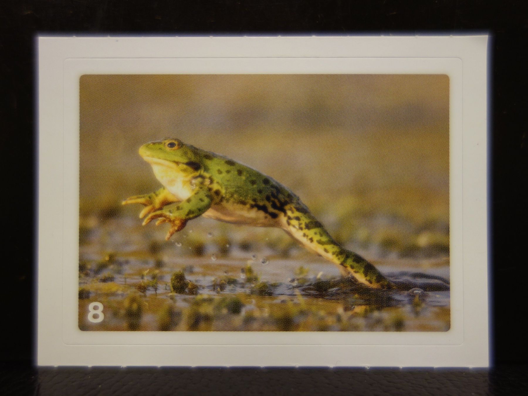 Migros Carte collezionabili: MIGROS MANIA Nature Detectives Nr. 8 – Usato da Kerzers venduto da djstarsky73