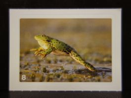 MIGROS MANIA Nature Detectives Nr. 8