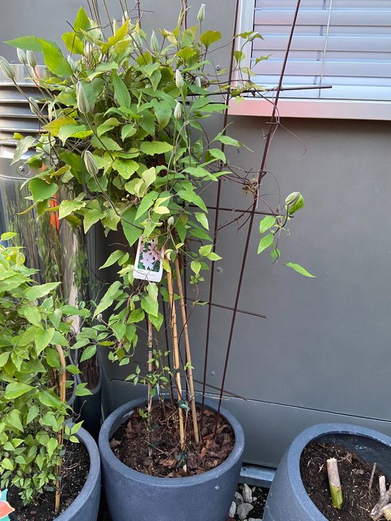 Clematis Omoshiro im Topf Kaufen auf Ricardo