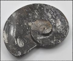 Orthocera Fossil Schlüsselschale oder Schmuckschale