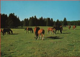 SAIGNELEGIER Aux pâturages des Franches-Montagnes - Pferde
