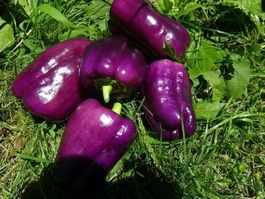 Poivron Purple Bell  10g