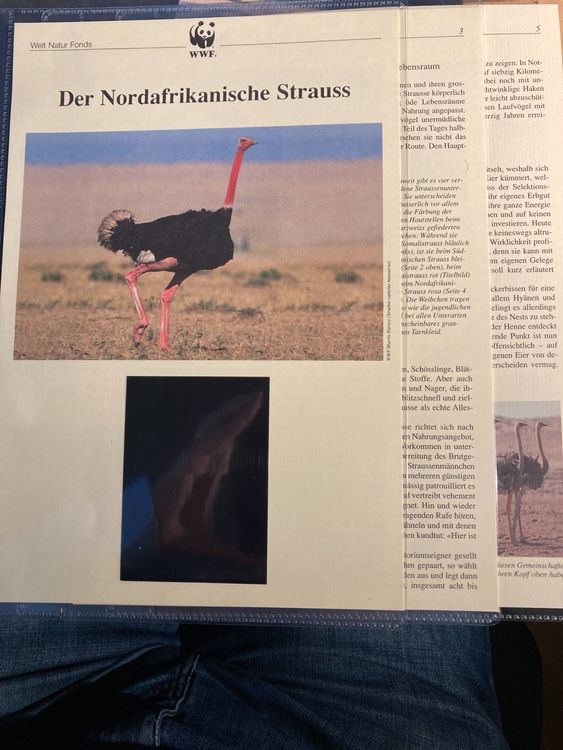 Tschad 1996 WWF nordafrikanischer Strauss Kapitel Texte | Kaufen auf ...