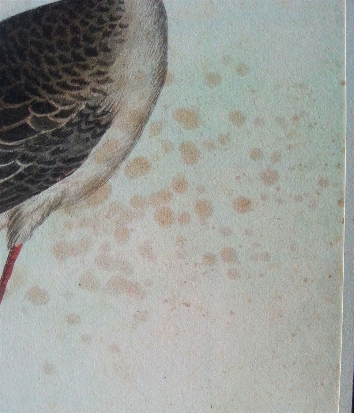 Dipinti: Bild Gemälde Aquarell: Brachvogel (?), 1850-1900 – Usato da Oberriet SG venduto da ganesh435 5