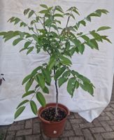 Junge robuste Walnuss Pflanze für den Garten! 3 Jahre alt.