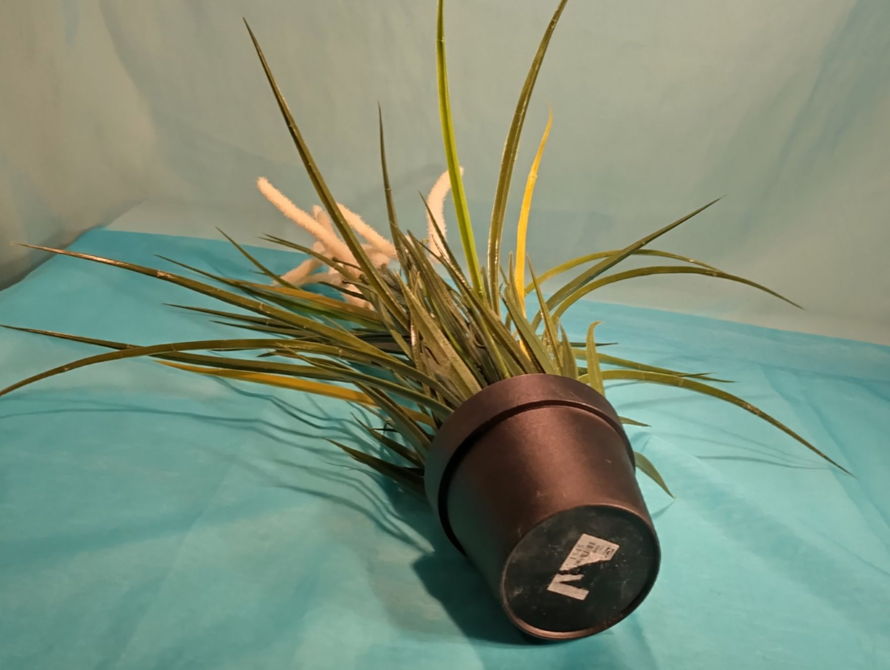 Piante & sementi: Fuchsschwanzgras im Topf, IKEA, H: 52cm – Usato da Bellach venduto da JingleCherry 3