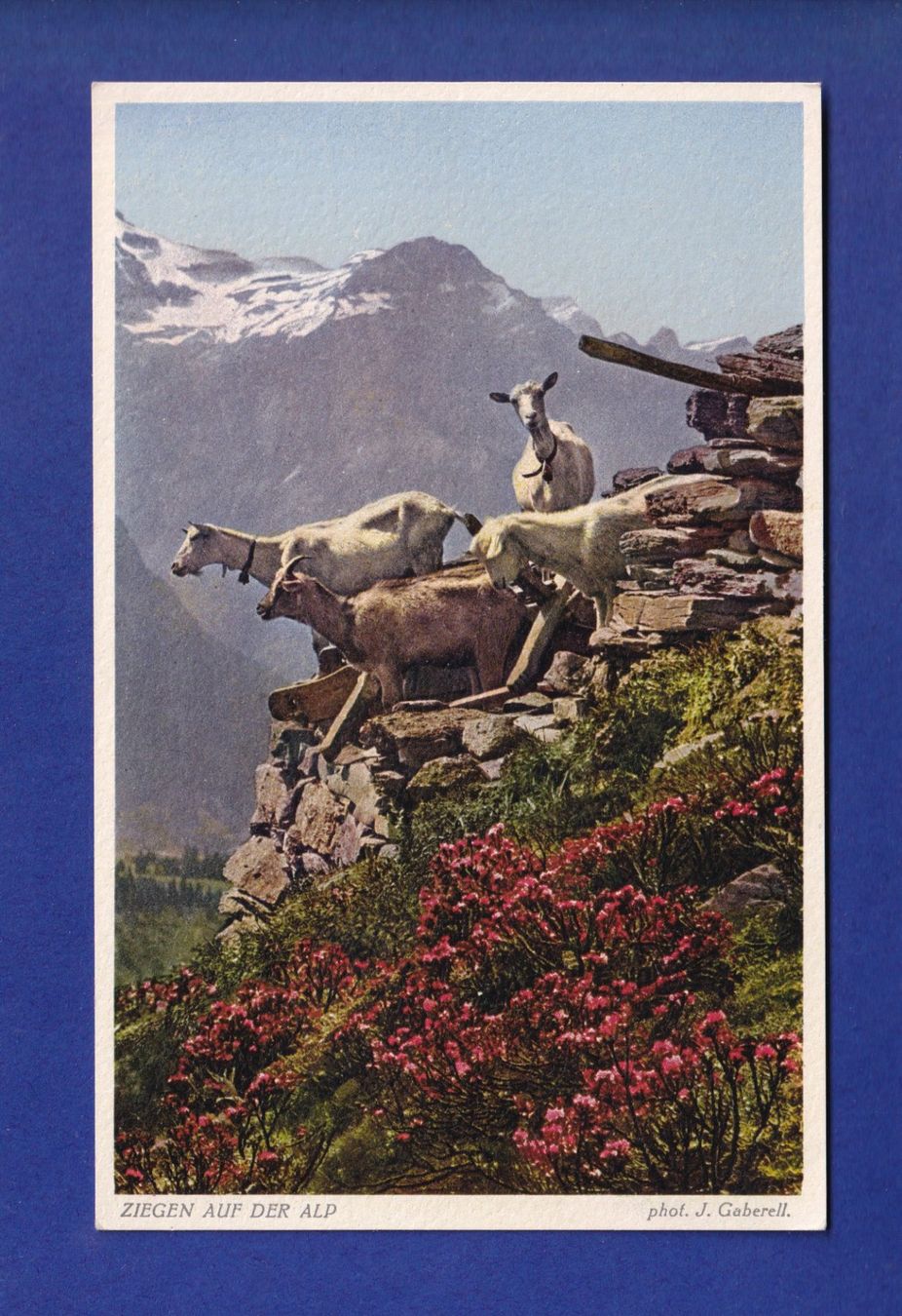 Ansichtskarten: CHEVRE / ZIEGE - Auf der Alp – Gebraucht aus Pully von nicecards-shop